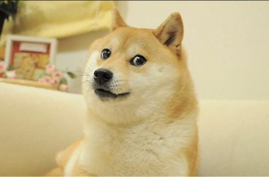 Shina Inu SHIB Dogecoin DOGE kabosu dog